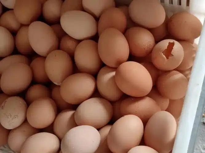 蛋壳质量差、产蛋率低怎么办？壮骨宝来帮忙！