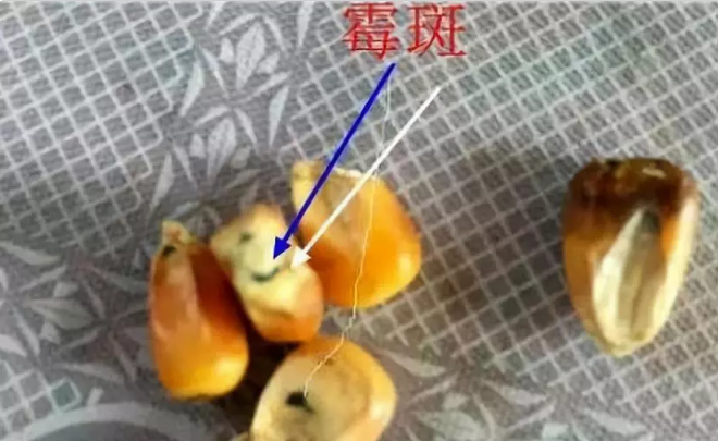 蛋鸡使用新玉米导致每天损失十几只，原来是霉菌破坏了肝！
